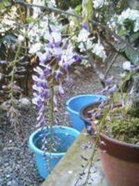 藤の花 2007/04/04 10:57:23