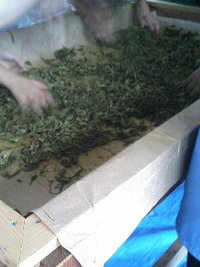 お茶の手もみ 2008/07/09 20:46:55