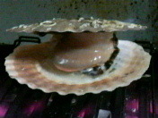 おいしくいただきました!! 2009/12/26 16:19:02