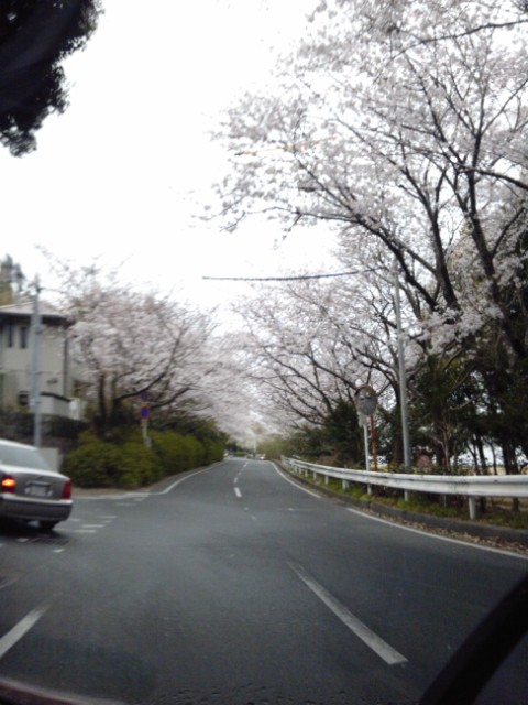 さくら