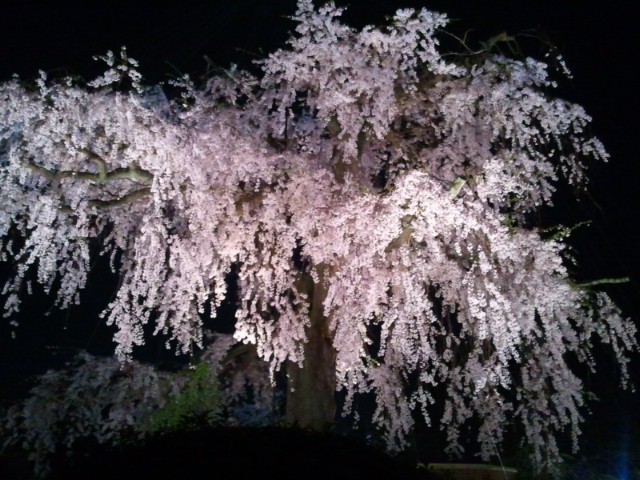 京都から