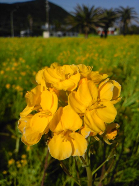 伊良湖岬