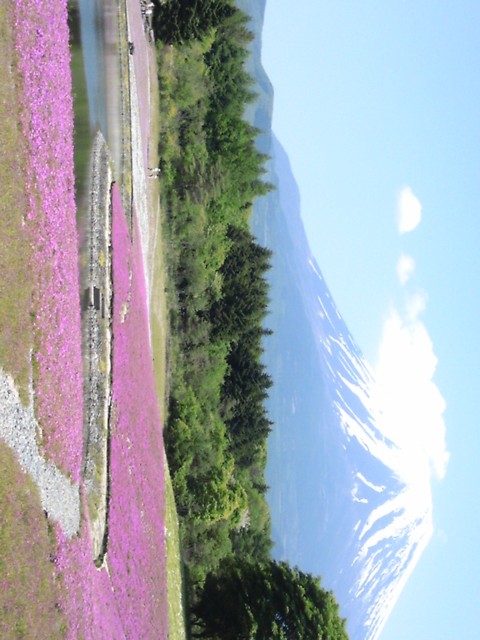 富士芝桜