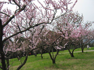はままつフルーツパーク （浜松市フルーツパーク）アーモンド桜