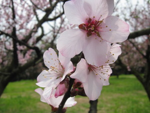 はままつフルーツパーク （浜松市フルーツパーク）アーモンド桜