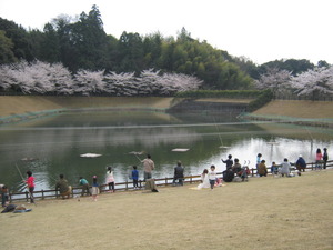 はままつフルーツパーク （浜松市フルーツパーク）アーモンド桜