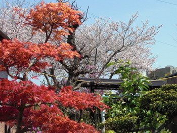 春爛漫