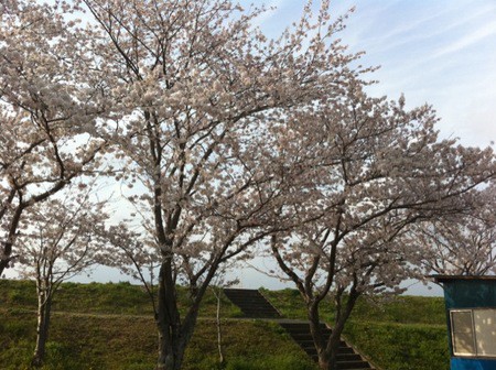 桜