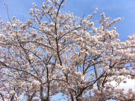 桜