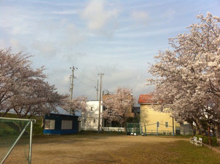 桜