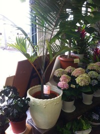 観葉植物 2012/07/03 13:38:12