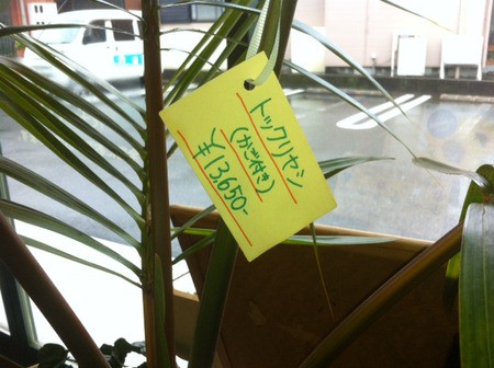 観葉植物