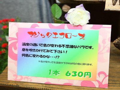 マジックエコローズ