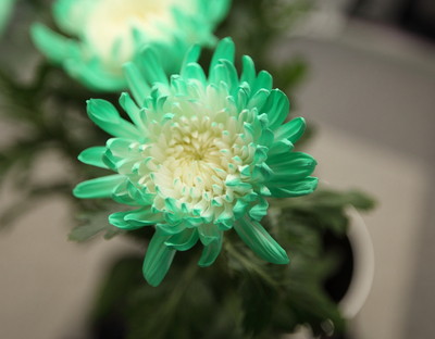 グリーン菊