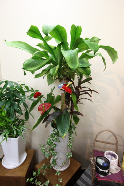 かんよう植物。