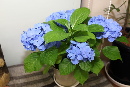 花キューピット