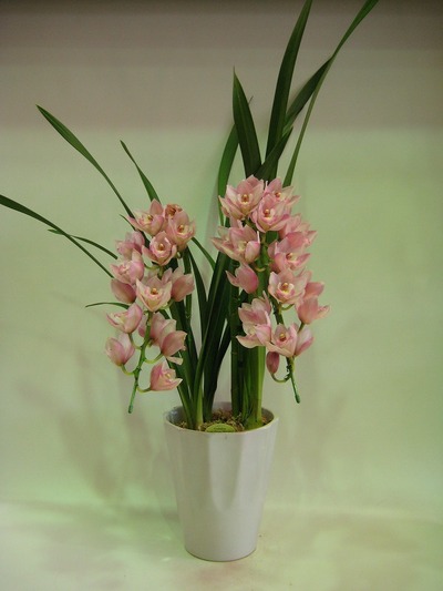残１→0　シンビジュウム　舞桜　￥8400