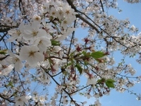 【イベント】　半田公園でお花見！！