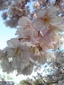 桜＠フラワーパーク