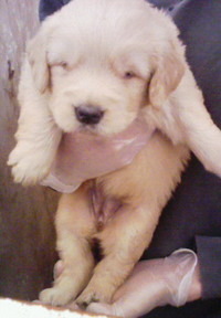 愛犬♪