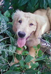 愛犬