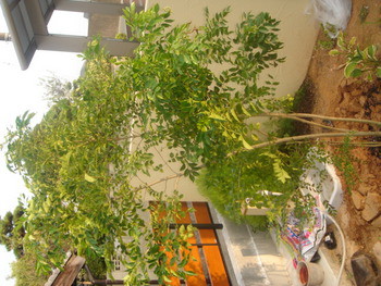 植木