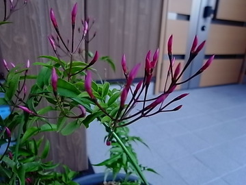 春の花たち