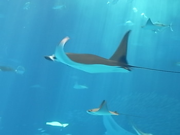 美ら海水族館