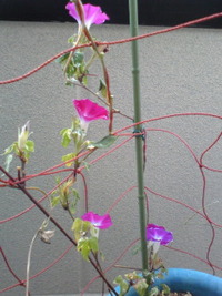 まだまだ… 2010/10/14 08:07:57