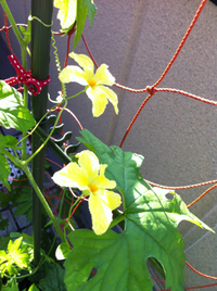 Go-ya!! 2012/07/11 16:08:28