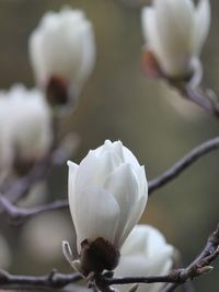 20日は写経の会 2011/03/17 23:06:03