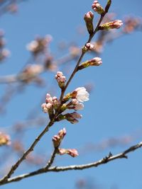 法多山さくらまつり開催について 2011/03/27 00:39:17