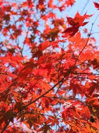 千早ぶる神代もきかず・・・ 2010/11/16 00:13:24