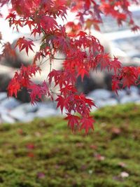 紅葉見ごろ間近！ 2010/11/23 22:05:44
