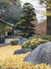 ながえさん情報（だけじゃないヨ） 2010/12/03 23:38:57