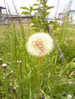 雑　　草