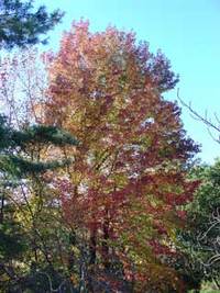 紅葉