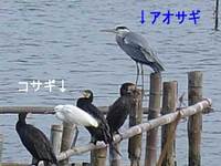 佐鳴湖にウサギがいる？！
