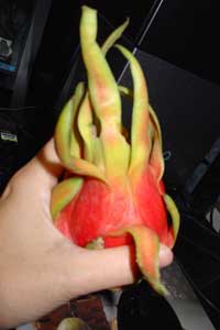 怪植物？！