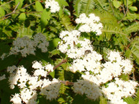 ガマズミの花