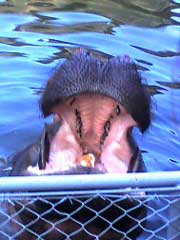 タダ見のカバ