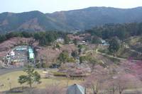 花の奥山高原