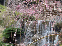 花の奥山高原