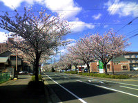 葵東裏通りの桜