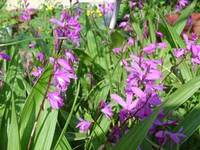 その花の名を問うなかれ