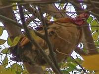 佐鳴湖の怪鳥？！