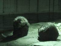 夜の動物たち