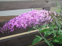 涼しげな花