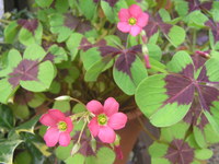 変った花