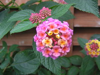 どんな花でも？